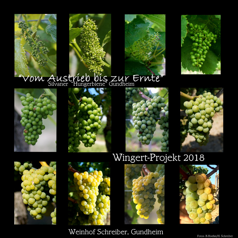 Von der Rebe zur Traube