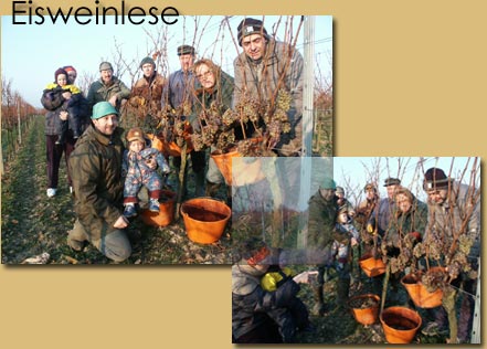 Eisweinlese