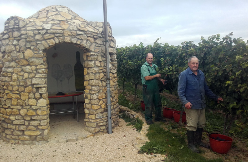Weinlese 2016 am Trullo