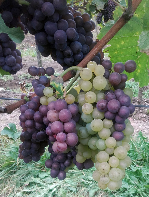Weinlese 2016