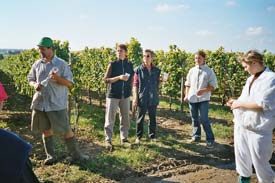 Brotzeit bei der Weinlese