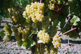 Chardonnay