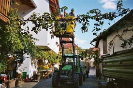 Die sen Trauben hngen hoch