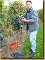 Weinlese