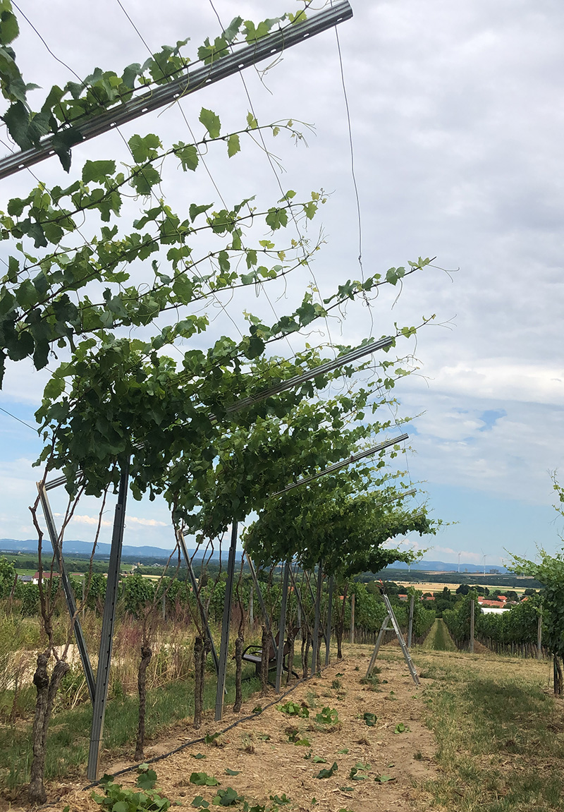 Die neue Pergola