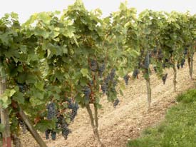 Weinberg