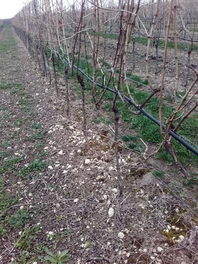 Terroire Riesling T und Merlot