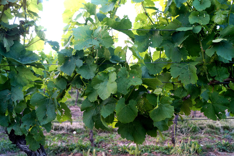 Von der Rebe zur Traube 2018-06-01