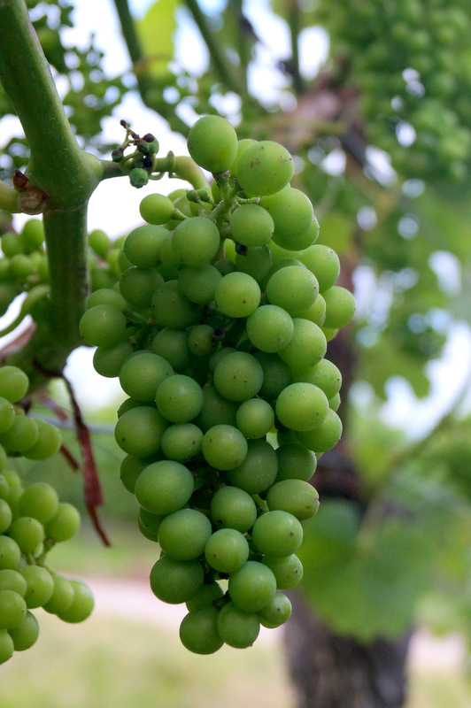 Von der Rebe zum Wein Bild 17