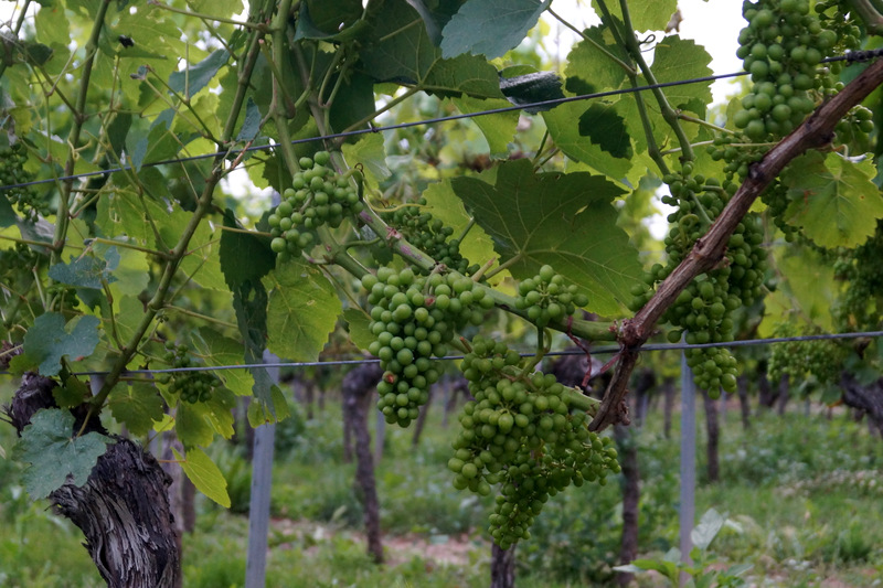 Von der Rebe zum Wein Bild 18