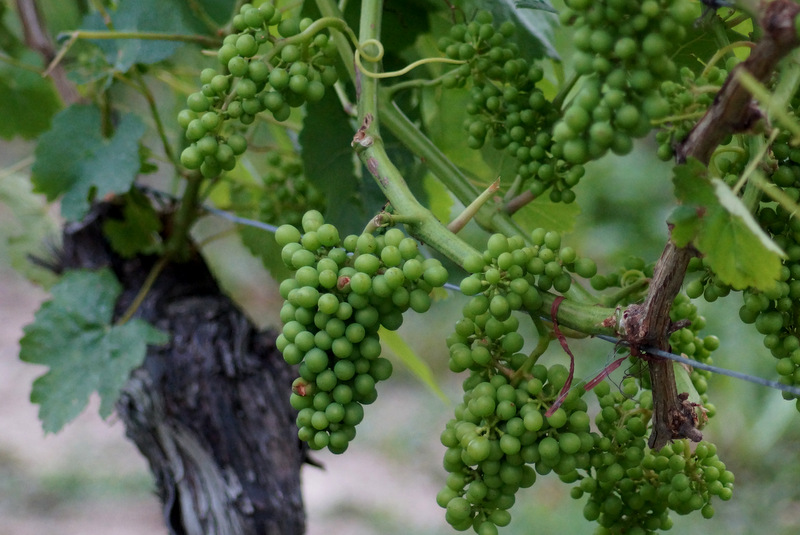 Von der Rebe zum Wein Bild 19