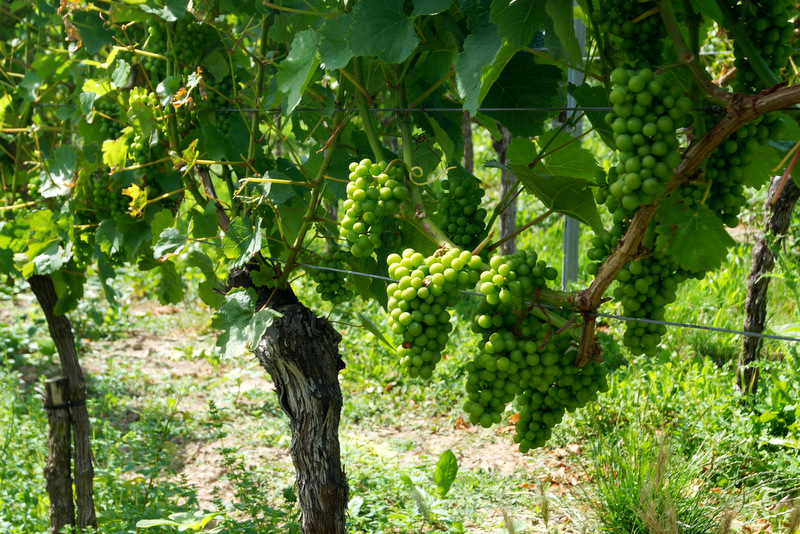 Von der Rebe zum Wein