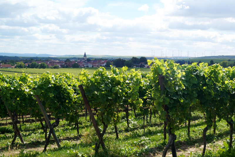 Von der Rebe zum Wein