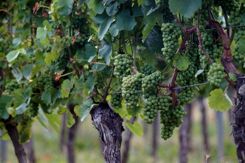 Von der Rebe zum Wein