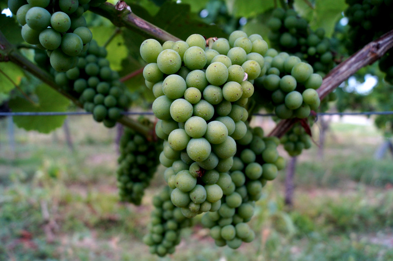 Von der Rebe zum Wein