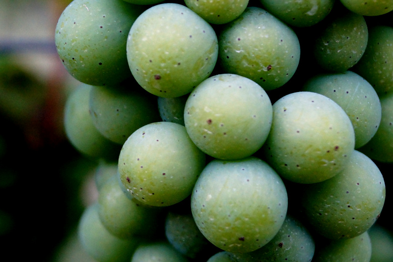 Von der Rebe zum Wein