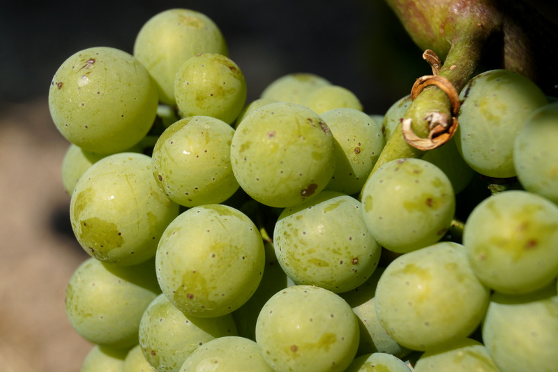 Von der Rebe zum Wein