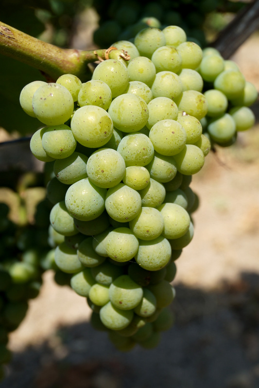 Von der Rebe zum Wein
