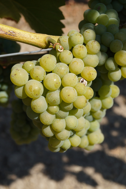 Von der Rebe zum Wein