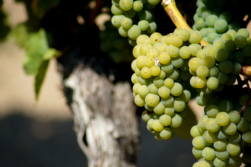 Von der Rebe zum Wein
