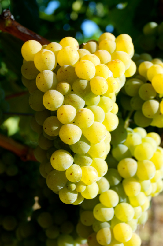 Von der Rebe zum Wein