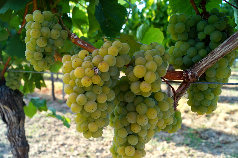 Von der Rebe zum Wein