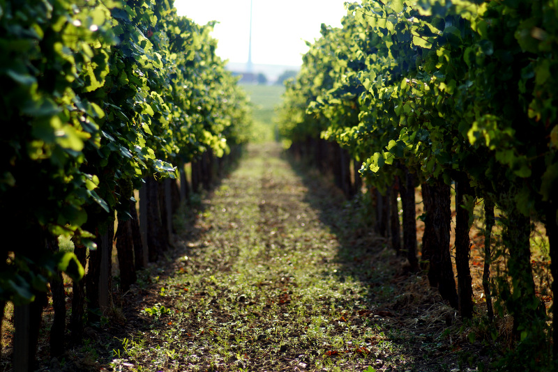 Von der Rebe zum Wein
