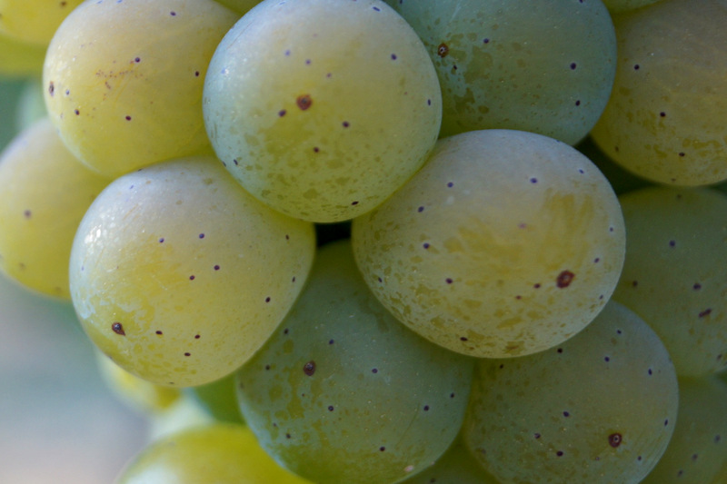 Von der Rebe zum Wein