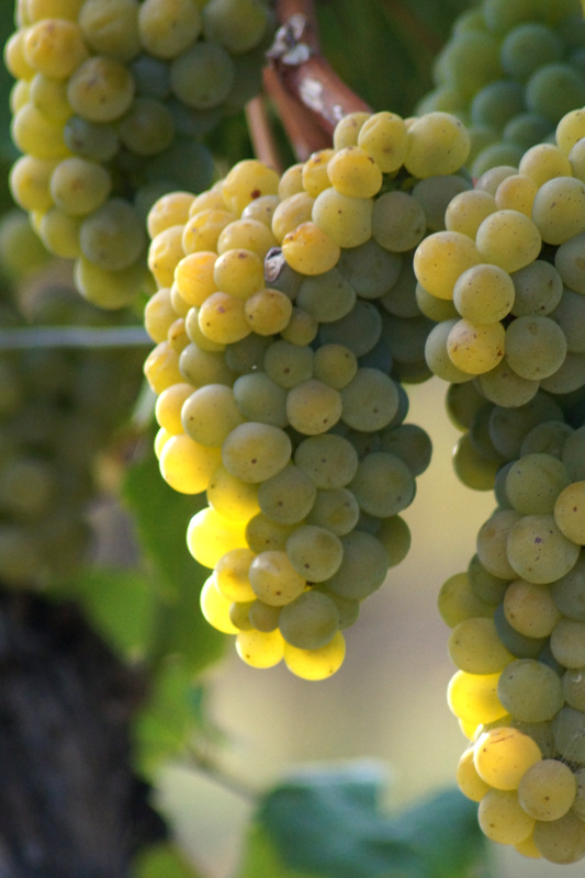 Von der Rebe zum Wein