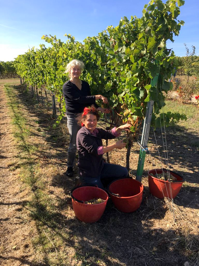 Von der Rebe zum Wein