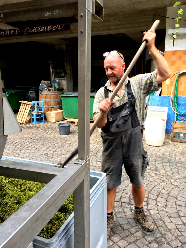 Von der Rebe zum Wein